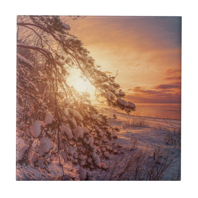 Pinheiros e pinheiros com neve (Frente)