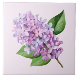 Pink Background Lilac Blossom Art