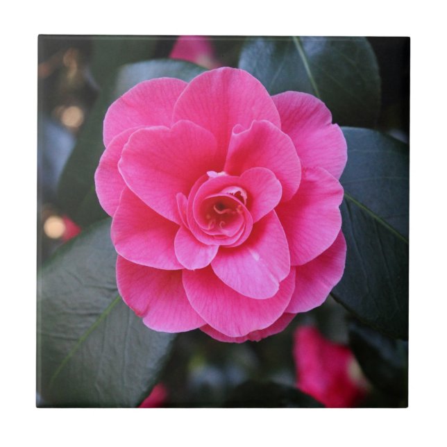 Pink Camellia (Frente)