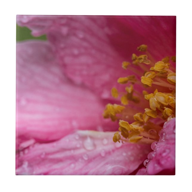 Pink Camellia Flower Stamens (Frente)