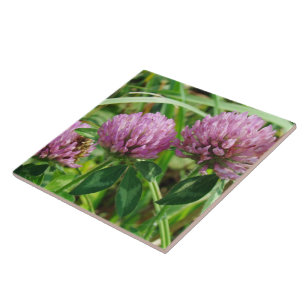 Pink Clover Wildflower - Trifolium pratense