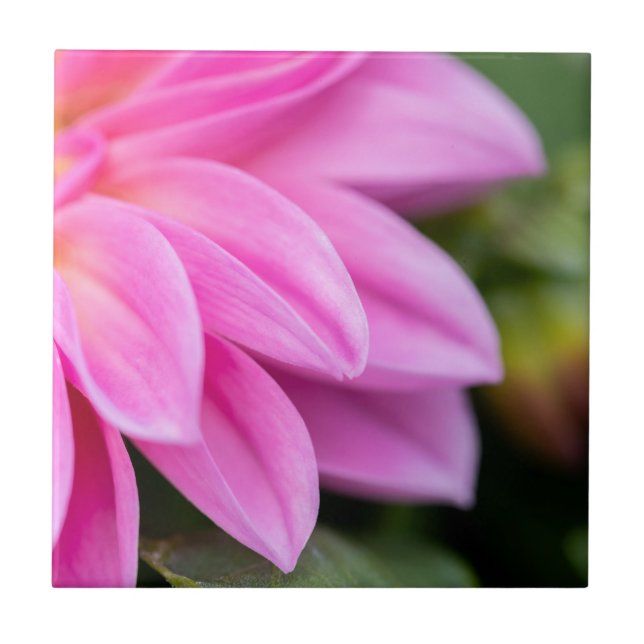 Pink Dahlia Petals (Frente)