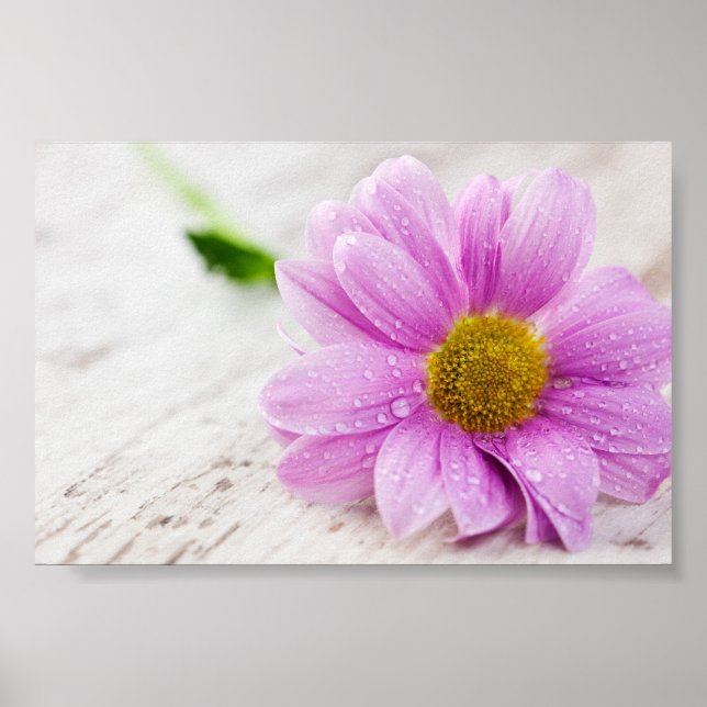 Pink Daisy Flower Value Poster (Frente)