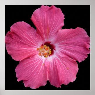 Pink Flower 24 x 24 Poster