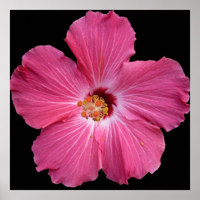 Pink Flower 24 x 24 Poster (Frente)