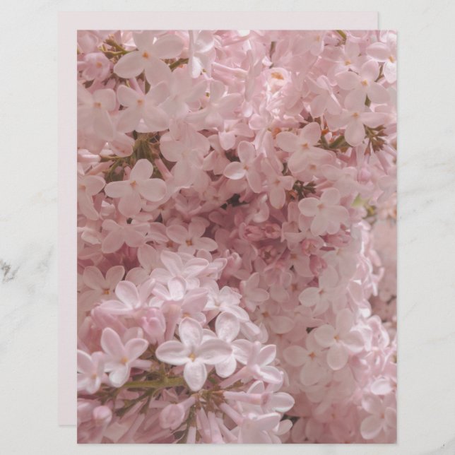 Pink lilac bloom close-up scrapbook paper (Frente/Verso)