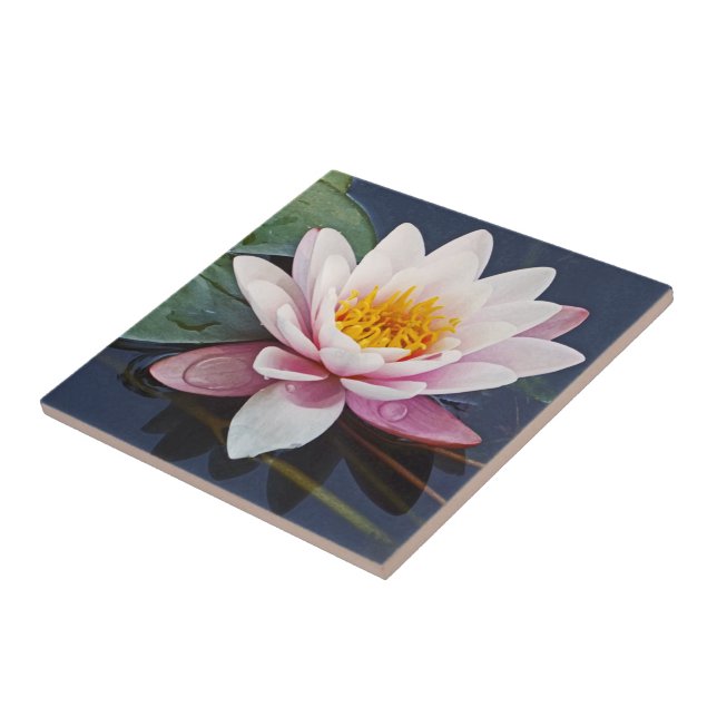 "PINK LOTUS BLOSSOM COM GOTAS DE ÁGUA EM PETAIS (Lateral)