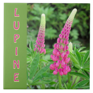 "PINK LUPINE" /DESIGN FLORAL
