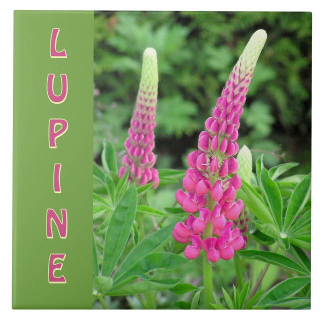 "PINK LUPINE" /DESIGN FLORAL (Frente)