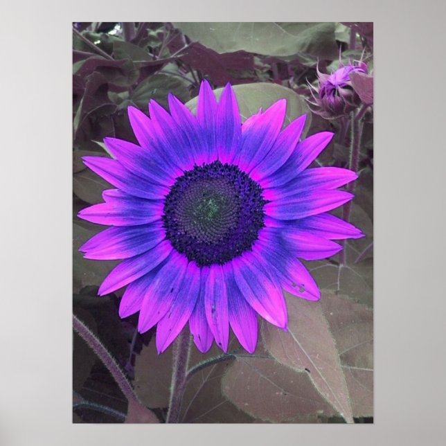 Pink N Purple Sunflower Poster (Frente)