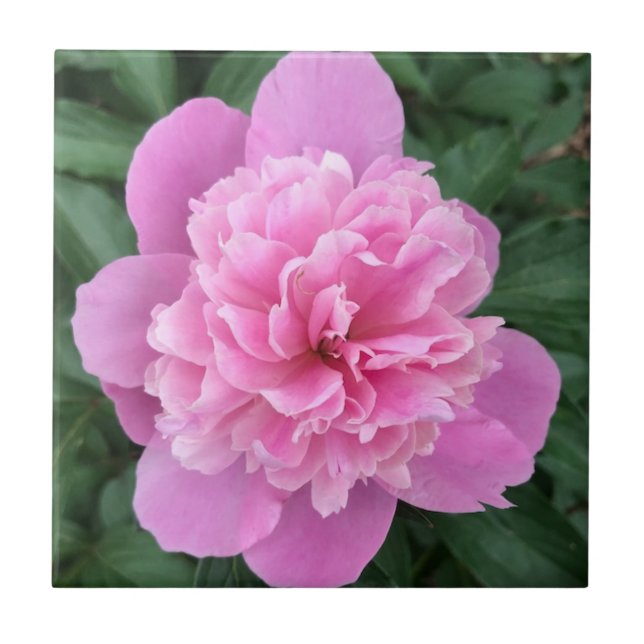 Pink Peony (Frente)