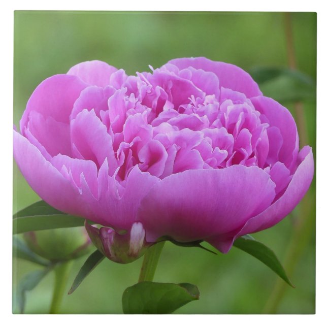 Pink Peony (Frente)