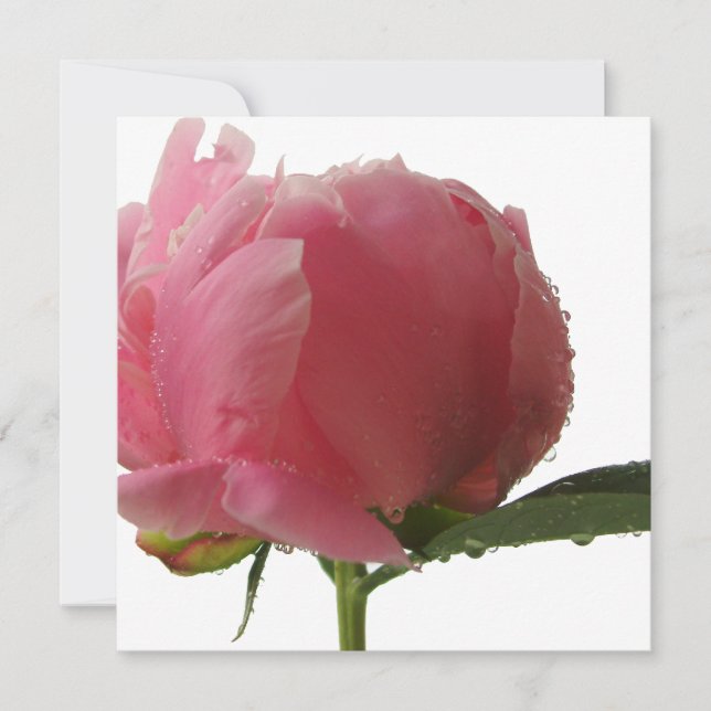 Pink Peony Blossom (Frente)