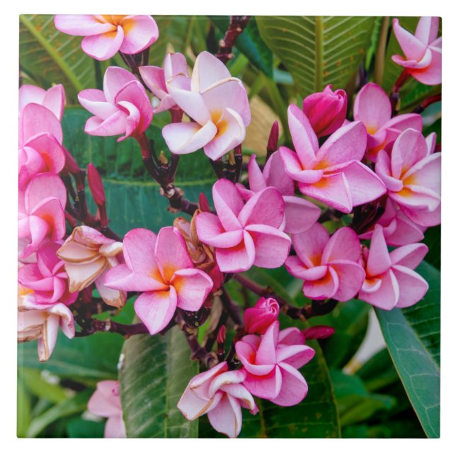 Pink Plumeria (Frente)