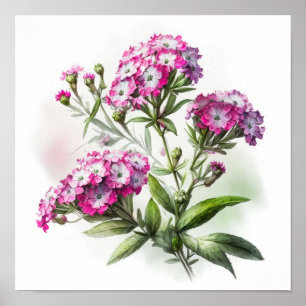 Pink Sweet William Flower Art Impressão Poster