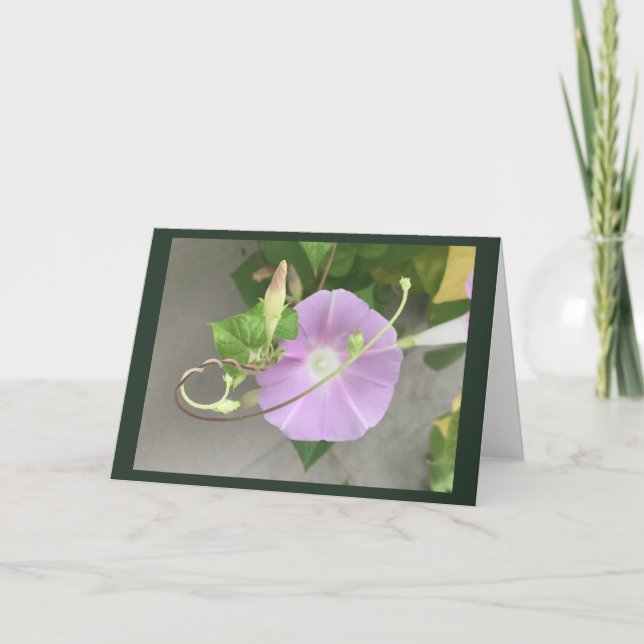 Pink Symphony Morning Glory Cartão em Branco  (Frente)