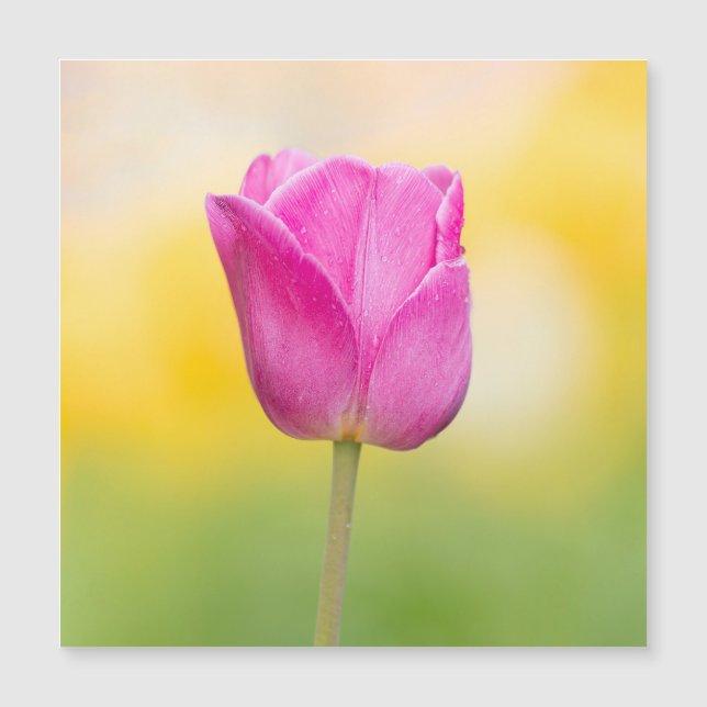 Pink Tulip Floral Art Print (Frente)