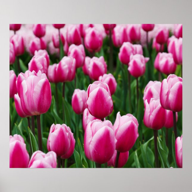 Pink Tulips Poster (Frente)