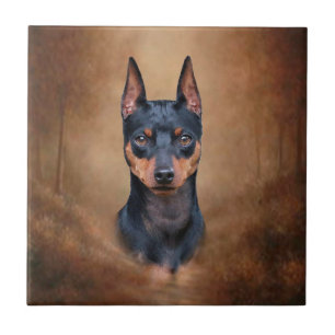 Pinscher diminuto
