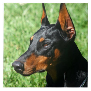 Pinscher do Doberman