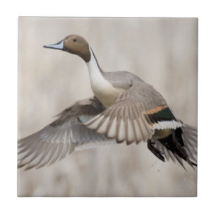 Pintail Drake em Voo