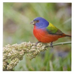 Pintassilgo-pintado (Passerina ciris) macho se ali