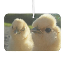 Pintinho Buff Silkie Chicken