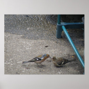 Pintinho Chaffinch Obtém Impressão de Fed