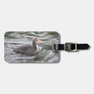 Pintinho de Coot de Corte na Etiqueta de Bagagem P