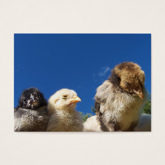 pintinho de frango feliz dormindo (Frente)