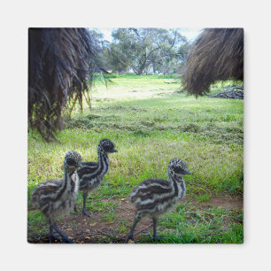 Pintinhos Baby Emu de Três Felpudos, Imã de gela