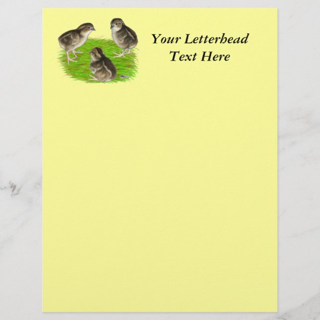 Pintinhos Bobwhite Quail (Frente)