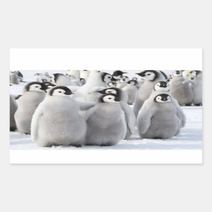 Pintinhos do pinguim de imperador - etiqueta