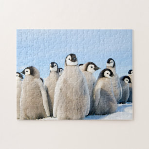 Pintinhos do pinguim de imperador - quebra-cabeça