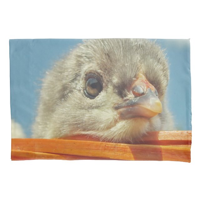 pintinhos para bebês (Frente)