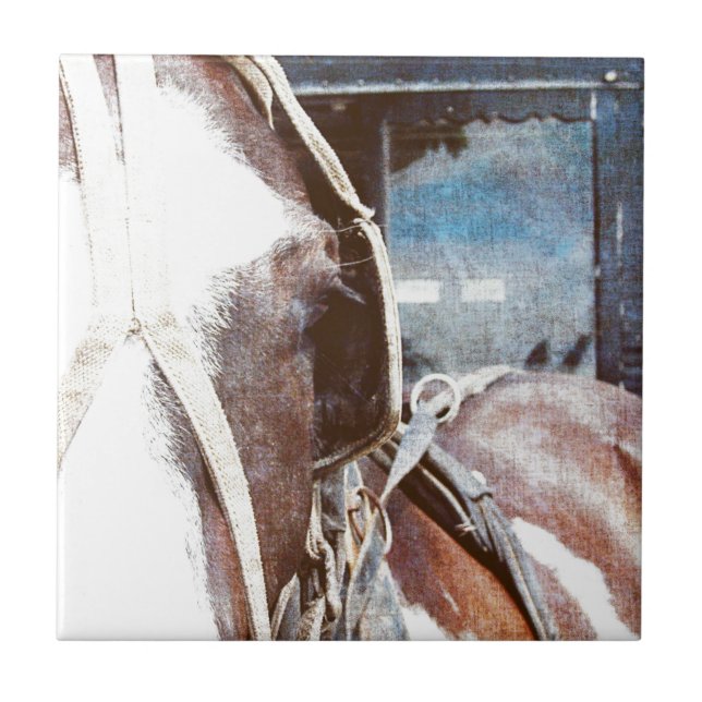 Pinto Amish Buggy Horse (Frente)