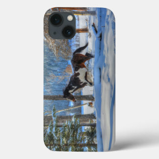 Pinto de Trote Stallion & Winter Snows