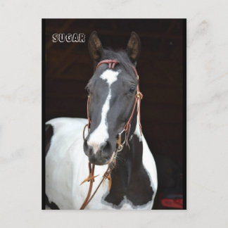 Pinto Filly chamada cartão de posto "Açúcar"