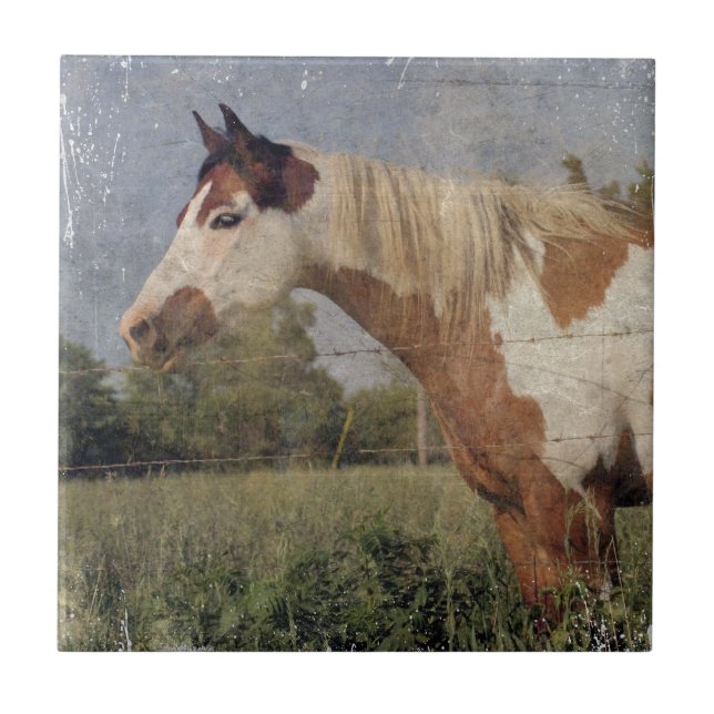 Pinto Horse Grunge (Frente)