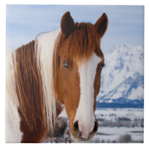 Pinto Horse Monte Moran no inverno