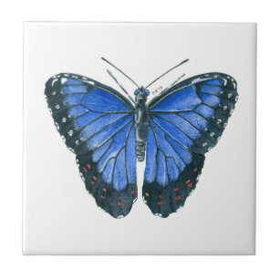 Pintor aquoso da borboleta Azul Morpho