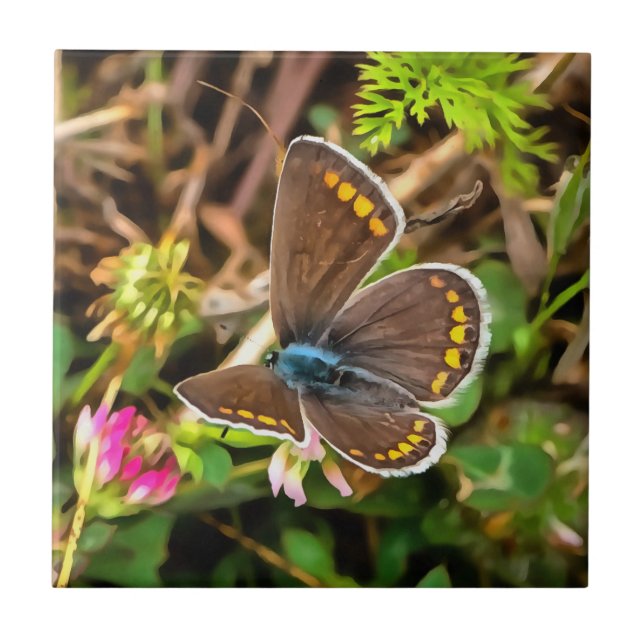 Pintor Polommatus Icarus, Borboleta Azul Comum (Frente)