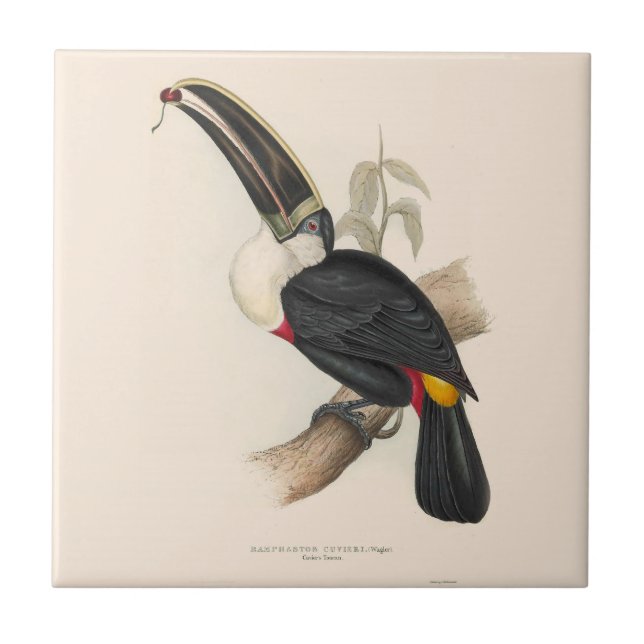 Pintura Antiquada de Pássaros Toucanos (Frente)
