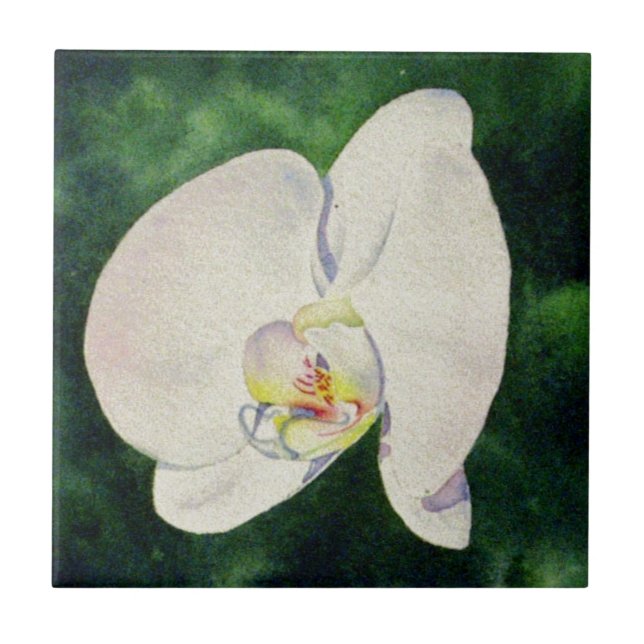 Pintura aquosa Elegante da Orquídea Branca (Frente)