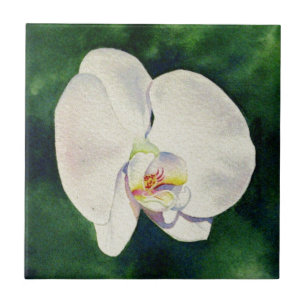 Pintura aquosa Elegante da Orquídea Branca