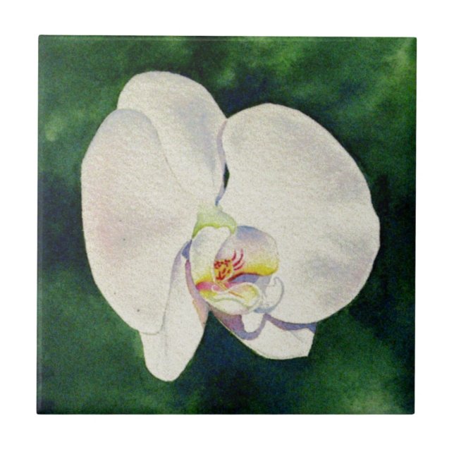 Pintura aquosa Elegante da Orquídea Branca (Frente)