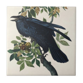 Pintura Clássica de Ave da Audubon Raven