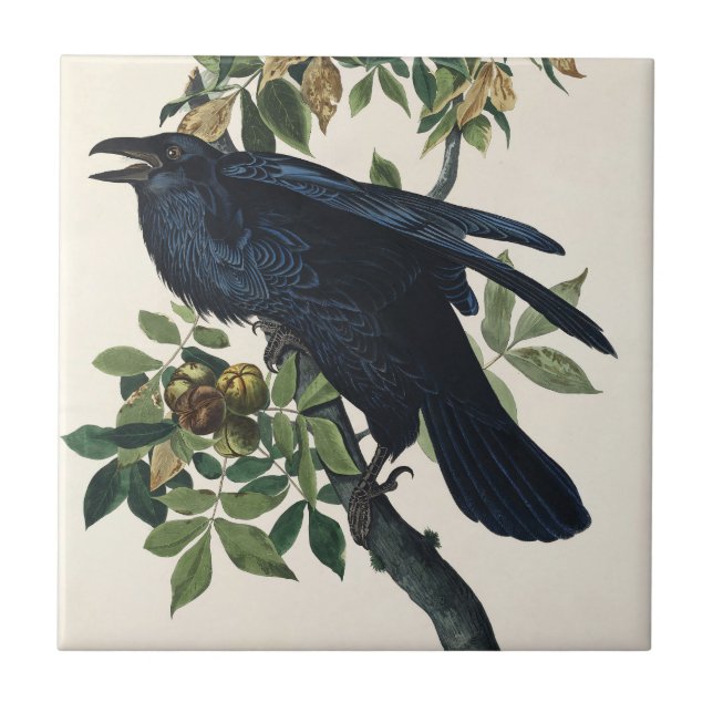 Pintura Clássica de Ave da Audubon Raven (Frente)