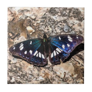 Pintura da Borboleta Azul Almirante Branco do Sul