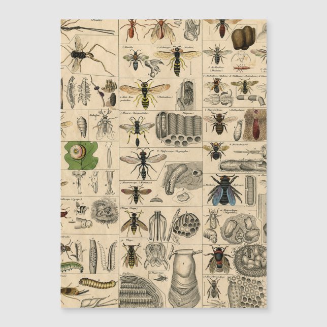 Pintura De Abelhas Insetos Insetos Vaza Natureza N (Frente)